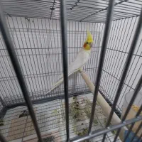 عروس هلندی لوتینو نر اورجینال|پرنده|شهریار, شهرک امیریه|دیوار