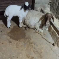 قوچ سنجابی درجه یک|حیوانات مزرعه|چرداول, |دیوار