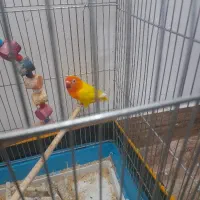 طوطی کوتوله