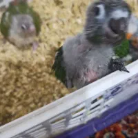 گرینچیک سرلاکی مرغ عشق جوانه