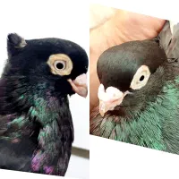 ماده صرب ۲ عدد جوان