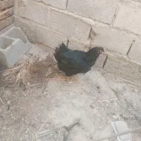 مرغ محلی تخمگذار. و تیش و خروس|حیوانات مزرعه|عنبرآباد, |دیوار