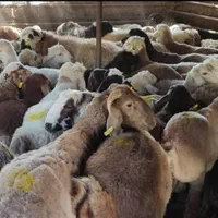 گوسفند بهداشتی زنده شهریار با قصاب بایک تماس