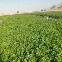 سبزی خورشتی درجه یک برای مصرف