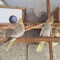 عروس هلندی|پرنده|میناب, |دیوار