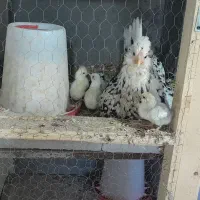 تخم مرغ گلین لری اصل|حیوانات مزرعه|مشهد, دانشجو|دیوار