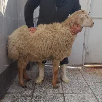 قصاب و سلاخ سیار در کرج