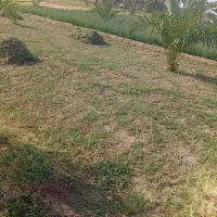 بذر علف یونجه