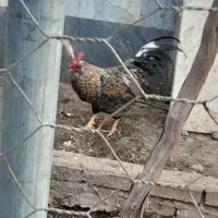 خروس بزرگ ۲ ماهش هست