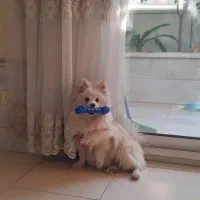 سگ پامر روباهی