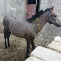 کره نریان کرد ۱۰ماهه|اسب و تجهیزات اسبسواری|کبودرآهنگ, |دیوار