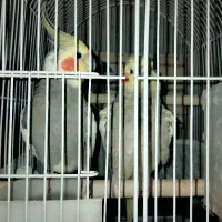 عروس هلندی مولدمارداده