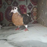 ساده دو رنگ ماده درشت حتما بخون بعد زنگ بزن