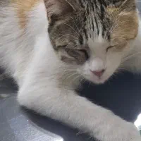 واگزاری گربه خانگی ماده|گربه|تهران, شارق|دیوار