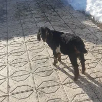 یک عدد بزغاله در گلبهار