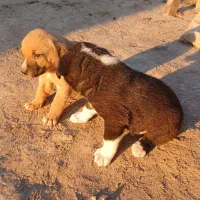 توله سگ|سگ|گلی داغ, |دیوار