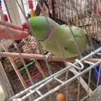 ملنگو سخنگو طوطی روزمادر|پرنده|لنجان, |دیوار