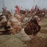 تخم بوغلمون نژاد بروبون|حیوانات مزرعه|کرمانشاه, |دیوار