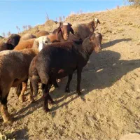 توغلی دمازدق