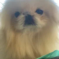 سگ اپارتمانی امپریال  نر سه ساله