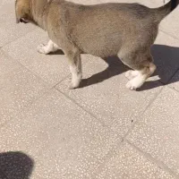 توله ماده ژرمن|سگ|سبزوار, پیام|دیوار