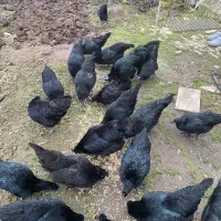 تخم مرغ نطفه دار ایام سمانی