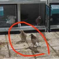 دو عدد جوجه کبوتر گم شده