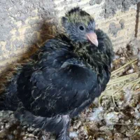 کبوتر|پرنده|شوشتر, |دیوار