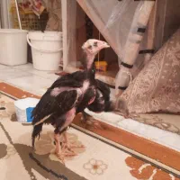 دوعدد جوجه لاری ۵۰روزه|حیوانات مزرعه|کرمانشاه, |دیوار