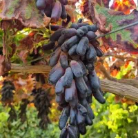 نهال انگور ریشه دار