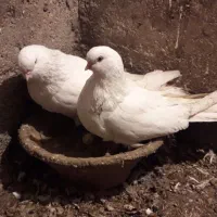 کبوتر|پرنده|ملکان, |دیوار