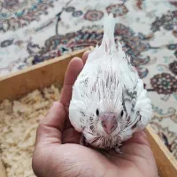 جوجه عروس آلبینو دوکت تک کت و تک خال سرلاکی|پرنده|بهشهر, |دیوار