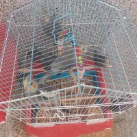 عروس هلندی دستی