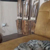 واگذاری گربه خانگی dsh
