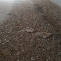 کود مرغی|خدمات باغبانی و درختکاری|سرپل ذهاب, |دیوار