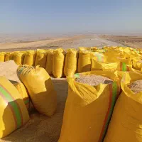 فروش کاه آماده داخل گونی