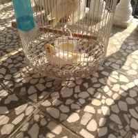 دوعدد عروس هلندی دستی|پرنده|دالخانی, |دیوار