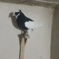 کبوتر  طوقی    زرقان|پرنده|شیراز, رکنآباد|دیوار