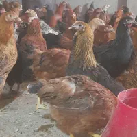 فروش ویژه انواع جوجه های یک روزه و بالغ|پرنده|مرودشت, ثبت احوال|دیوار