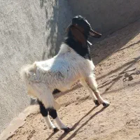 فروش نربز اصل افغان