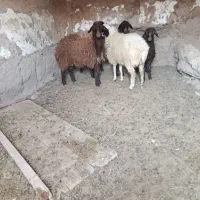 بره نر