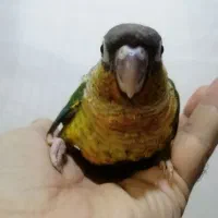 جوجه های سرلاکی گرینچیک در رنگهای مختلف ،راهب|پرنده|تهران, آشتیانی|دیوار