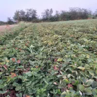 نهال توت فرنگی