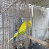 جفت مرغ عشق انگلیسی گریدc