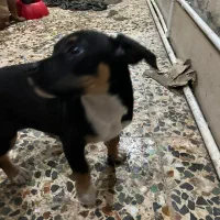 واگذاری|سگ|رشت, کوی حسینی|دیوار