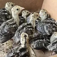 جوجه بوقلمون برنز آمریکایی سینه پهن صادراتی