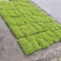 نشا توم بجار هاشمی قیمت مناسب ۱۵۰ تومان