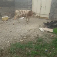 گاو