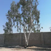 قطع و برش درخت رایگان|خدمات باغبانی و درختکاری|بوشهر, |دیوار