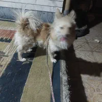 سگ پامر|سگ|مرودشت, ابوذر شمالی‎|دیوار